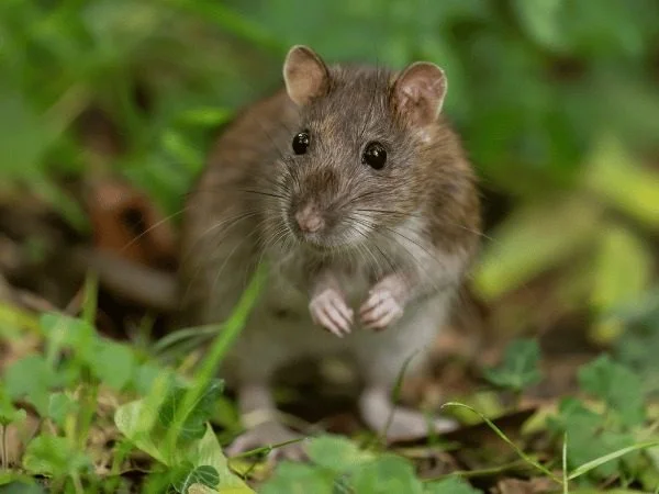 A brown rat sitting up alert in low green vegetation