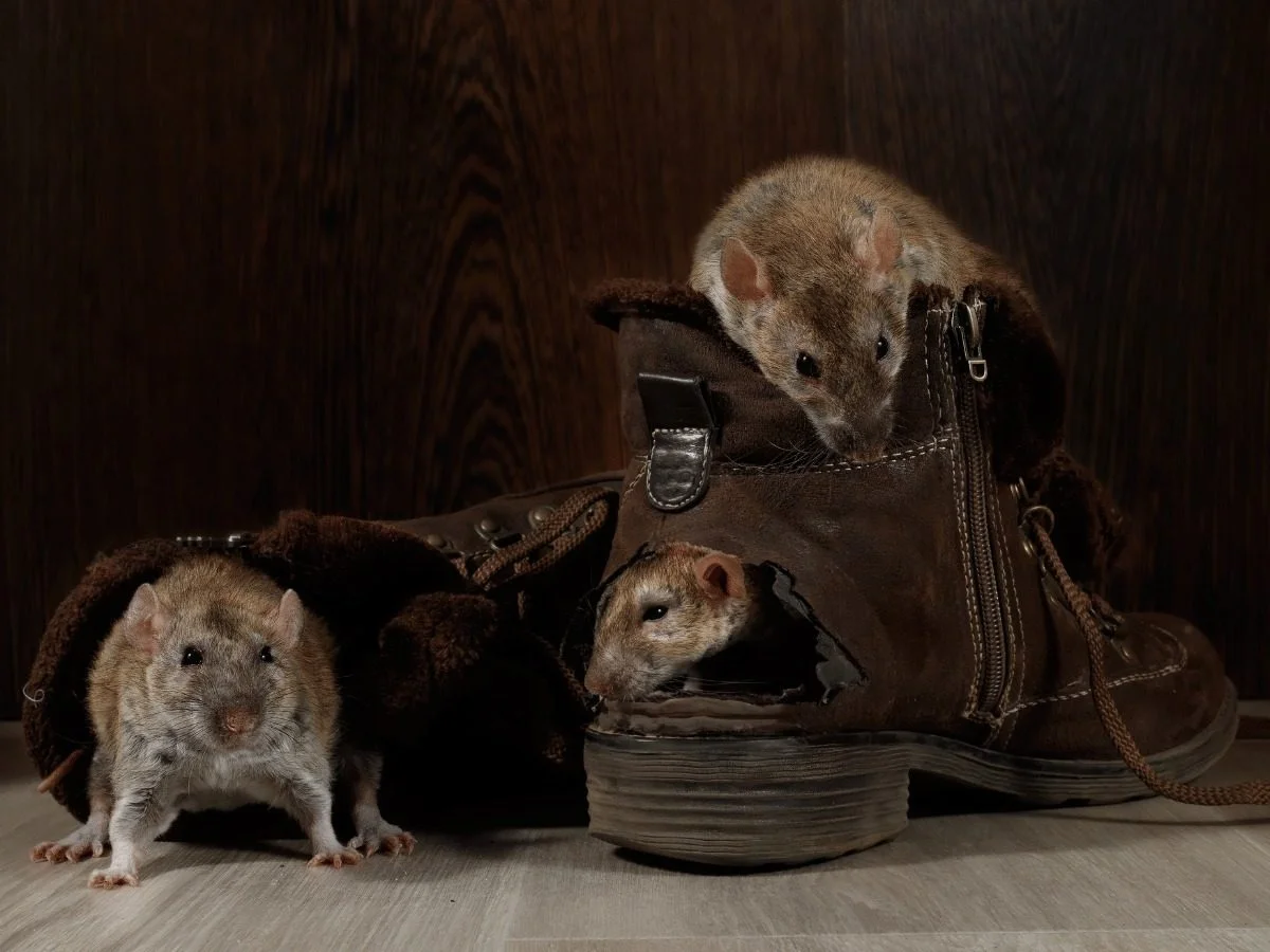 Rats nesting in and chewing through a leather boot in a dark storage area