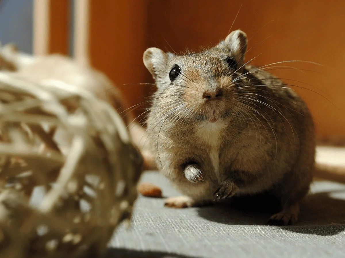 A small pale rodent beside a ball of shredded nesting fibre