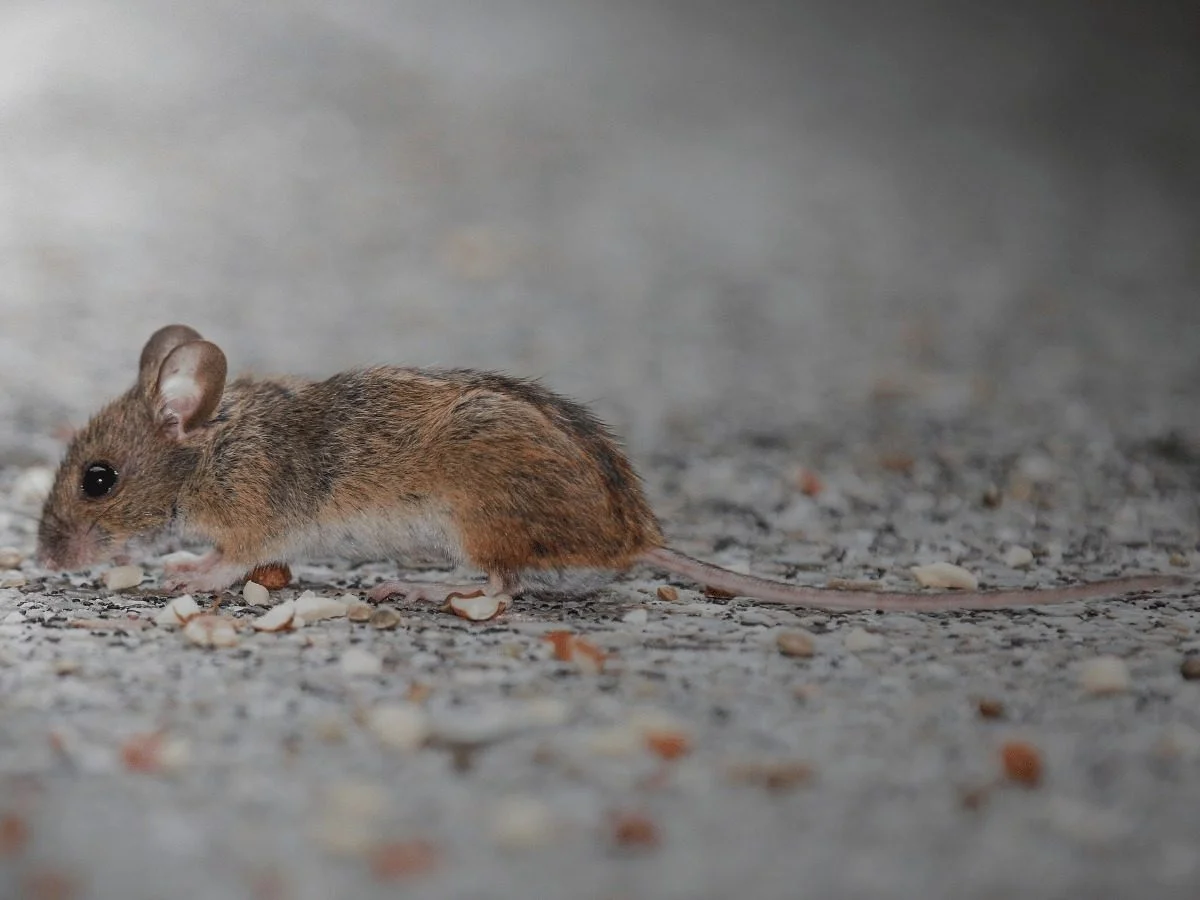 A mouse on gravel — small body, large ears, thin tail