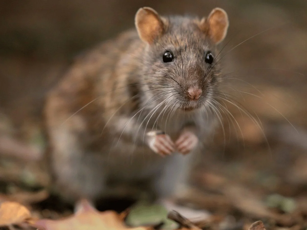 Close-up of a brown rat, the kind of rodent that invades Odessa homes and attics