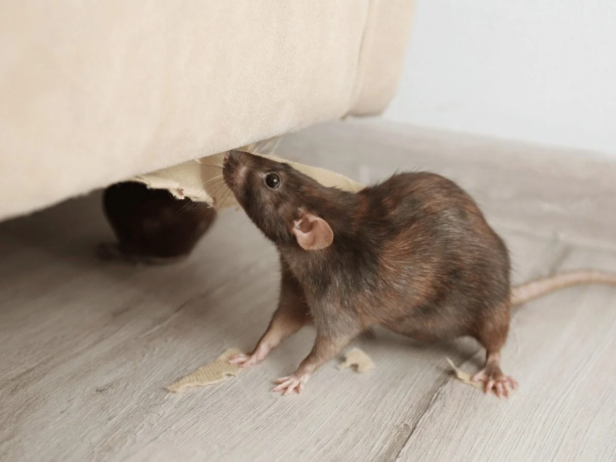 A brown rat sniffing at a gnawed hole in an upholstered furniture base