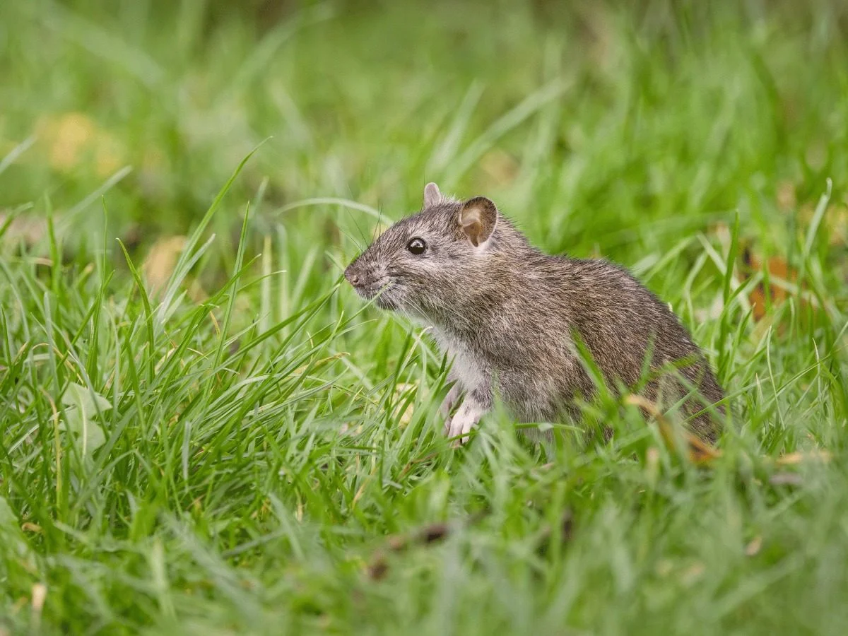 A grey-brown rat in tall grass