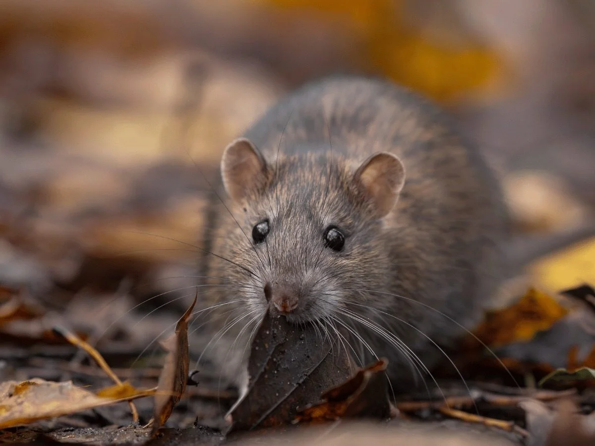 A rat close up — heavier body, blunt snout, thicker tail