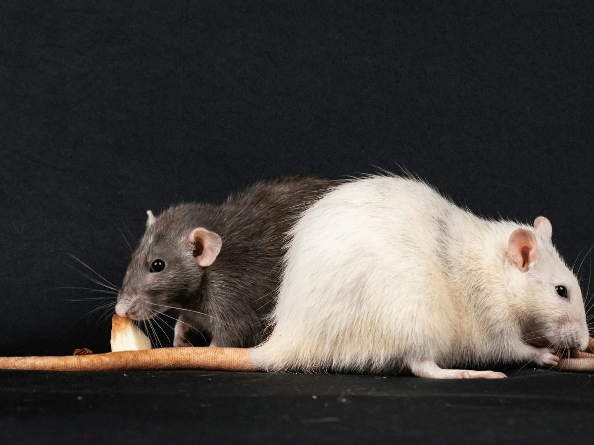 Two rats eating a piece of bread