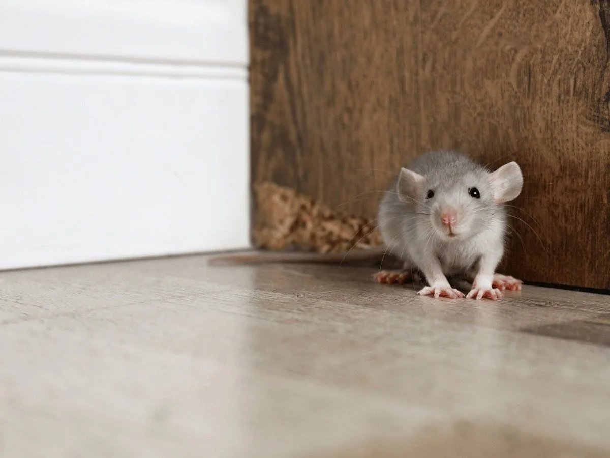 A rodent at the base of a door jamb, with a gap visible beside the door