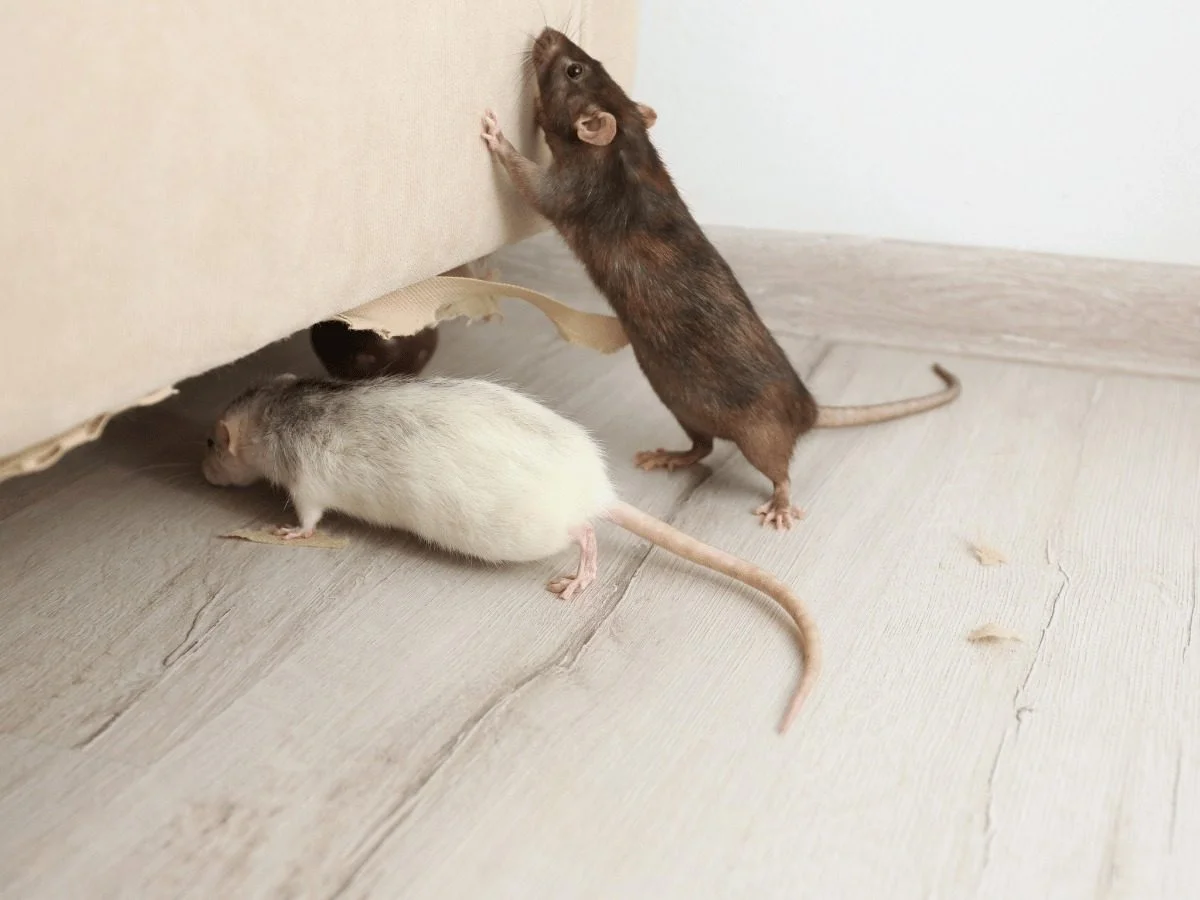 Two rodents at a gnawed hole in the base of an upholstered couch